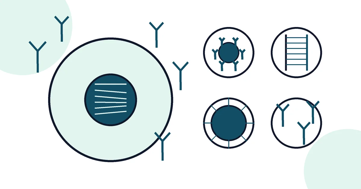 Autoimmune Blood Tests Explained - LabWise Biomed educational illustration