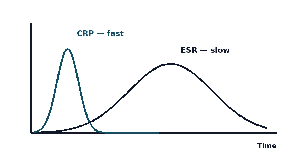 ESR vs CRP diagram — comparing response speed over time
