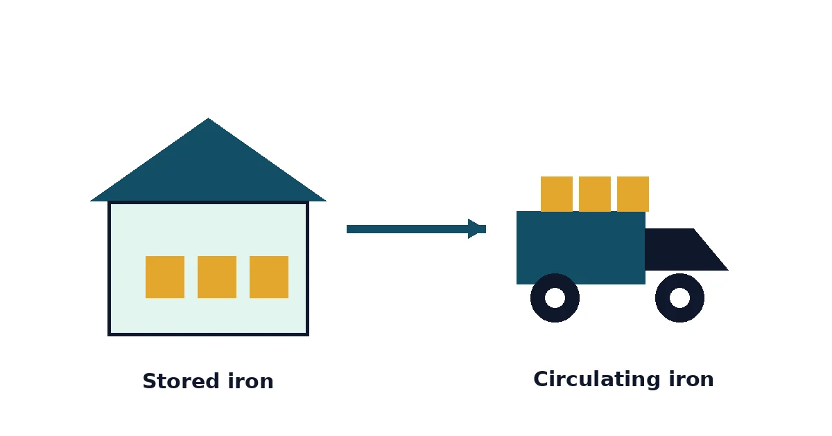 Ferritin vs Serum Iron diagram — stored iron versus circulating iron