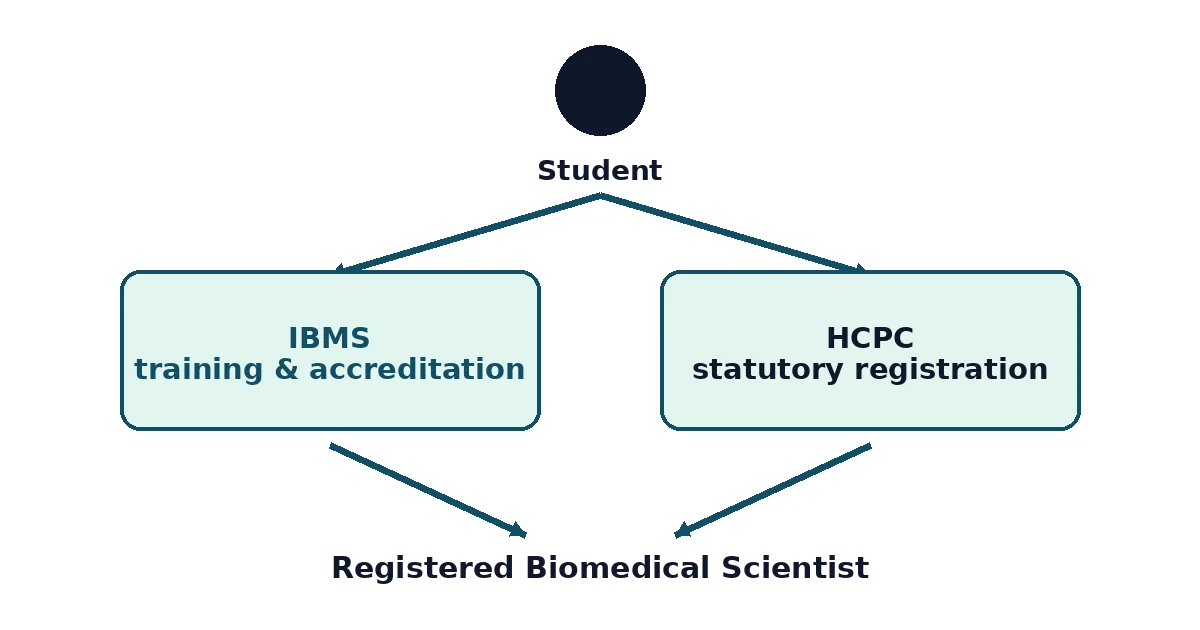 IBMS vs HCPC diagram — training and accreditation versus statutory registration pathway
